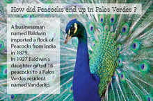 Load image into Gallery viewer, Palos Verdes Peacock Short Sleeve